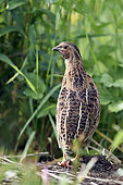 Common Quail (Coturnix coturnix) male singing in spring in the lower meadows of Anjou, Pays-de la Loire, France