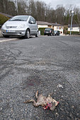 Common toad (Bufo bufo) crushed on the road of a housing estate, Lorraine, France