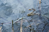 Common Toad (Bufo bufo) on the water surface, Lorraine, France