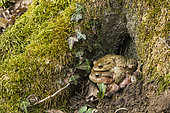 Common Toad (Bufo bufo) amplexus, Forest pond, Lorraine, France