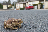 Common toad (Bufo bufo) on the road of a housing estate, Lorraine, France