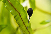Common toad (Bufo bufo) tadpole, Etang de Brin, Lorraine, France