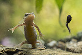 Palmated Newt (Triturus helveticus) and Common toad (Bufo bufo) tadpole, Etang de Brin, Lorraine, France
