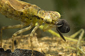 Dragonfly (Hawker) larva eating a Common Toad (Bufo bufo) tadpole, Lorraine, France