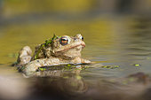 Common Toad (Bufo bufo) in water, Lorraine, France