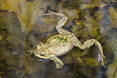 Common Toad (Bufo bufo) in water, Lorraine, France