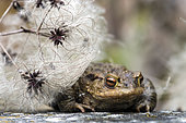 Common toad (Bufo bufo) and Clematis vitalba achenes, Lorraine, France