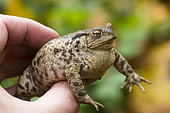 Common toad (Bufo bufo) hand-held inflated female, Vallon de Bellefontaine, Lorraine, France