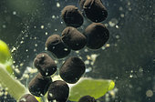 Common toad (Bufo bufo) eggs in a string, Lorraine, France