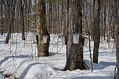 Boiler for collecting maple water in a maple grove during the sugar season, Saint-Barthélemy, Lanaudière, Quebec, Canada