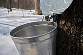 Maple water flowing into a boiler by the torch in a maple grove at sugar time, Saint-Barthélemy, Lanaudière, Quebec, Canada