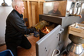 Introduction of wood into a traditional wood-fired boiler in a sugar shack at sugar time, Saint-Barthélemy, Lanaudière, Quebec, Canada