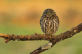 Little Owl (Athene noctua) on a branch, Province of Toledo, Spain