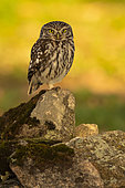 Little Owl (Athene noctua) on a rock, Province of Toledo, Spain