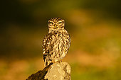 Little Owl (Athene noctua) on a rock, Province of Toledo, Spain