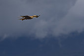 Red Kite (Milvus milvus) in flight, province of Toledo, Spain