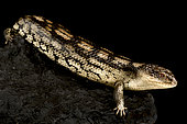 Blotched blue-tongued skink (Tiliqua nigrolutea) Lowland form.