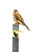 Kestrel (Falco tinnunculus) perched on a sign post, England