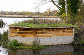 Kingfisher (Alcedo atthis) nesting site, England