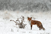 Renard roux (Vulpes vulpes) dans une tempête de neige, Angleterre