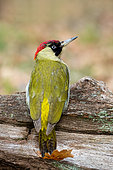 Green woodpecker (Picus viridis) perched on a moss and lichen covered branch, England