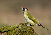 Green woodpecker (Picus viridis) perched on a moss covered branch, England