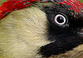 Green woodpecker (Picus viridis) head details, England