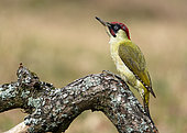 Green woodpecker (Picus viridis) perched on a moss covered branch, England