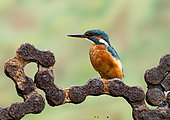 Kingfisher (Alcedo atthis) perched on an old rusty chain, England