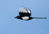 Magpie (Pica pica) inflight with nesting material, England