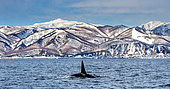 Killer whale (Orcinus orca) along the coast of the island of Hokkaido in the Kunashir Strait. Huge fin sticks out of the water. Japan. The water area of Hokkaido. Kunashir Strait.