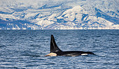 Killer whale (Orcinus orca) along the coast of the island of Hokkaido in the Kunashir Strait. Huge fin sticks out of the water. Japan. The water area of Hokkaido. Kunashir Strait.