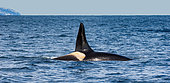 Killer whale (Orcinus orca) In the open sea in the Kunashir Strait. Huge fin sticks out of the water. Japan. The water area of Hokkaido. Kunashir Strait.