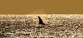 Killer whale (Orcinus orca) In the open sea in the Kunashir Strait. Huge fin sticks out of the water. Japan. The water area of Hokkaido. Kunashir Strait.