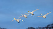 Group of Whooper swans (Cygnus cygnus) in flight a blue sky background. Japan. Hokkaido. Tsurui.