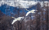Pair of Whooper swans (Cygnus cygnus) in flight on a background of winter hills. Japan. Hokkaido. Tsurui.
