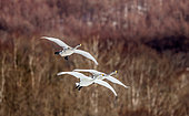 Group of Whooper swans (Cygnus cygnus) in flight on a background of winter hills. Japan. Hokkaido. Tsurui.