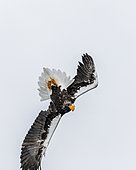Steller's sea eagle (Haliaeetus pelagicus) in flight on background sky. Japan. Hakkaydo. Shiretoko Peninsula. Shiretoko National Park.