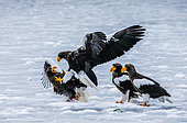 Group of the Steller's sea eagles (Haliaeetus pelagicus) on prey with ice. Japan. Hakkaydo. Shiretoko Peninsula. Shiretoko National Park.
