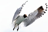 Andean gull (Chroicocephalus serranus) in flight. Lakes of the Andes, from Ecuador to Chile and Argentina.