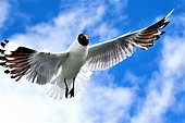 Andean gull (Chroicocephalus serranus) in flight over Lake Titicaca. Lakes of the Andes, from Ecuador to Chile and Argentina.