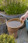Emptying the cups under the plant pots to prevent the proliferation of mosquito larvae.
