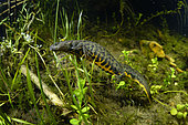 Northern crested newt (Triturus cristatus) female laying eggs in a pond, she encloses her egg in the vegetation with her hind legs, Couffy commune, Loir et Cher, France