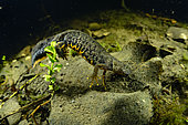 Northern crested newt (Triturus cristatus) female laying eggs in a pond, she encloses her egg in the vegetation with her hind legs, Couffy commune, Loir et Cher, France