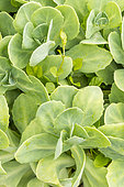 Variegated Japanese Stonecrop, Sedum makinoi 'Variegatum', foliage