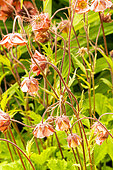 Water Avens, Geum rivale, flowers