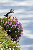 Puffin (Fratercula artica) calling on a cliff, Island of Mailand, Scotland