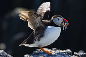 Puffin (Fratercula artica) with fish in beak on cliff, Isle of Mailand, Scotland