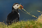 Puffin (Fratercula artica) with nesting material in beak on cliff, Isle of Mailand, Scotland