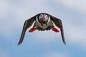 Puffin (Fratercula artica) in flight with fish in its beak, Farne Island, Great Britain